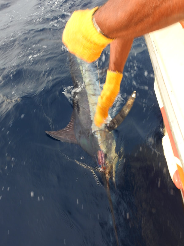 Large Cabo Black Marlin comes to leader on just 50-pound test.  