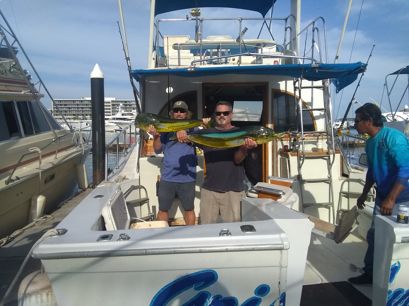 Nice Cabo Dorados caught on 42' "Gris Annel"