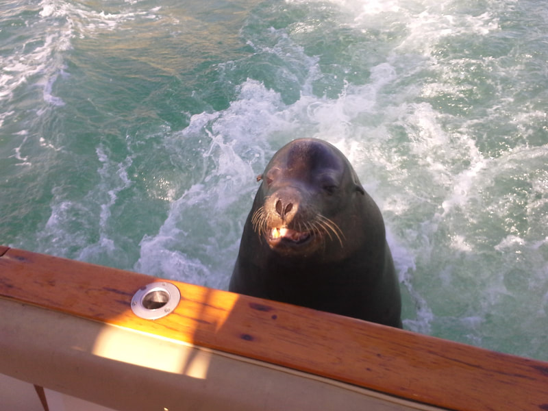 Poncho the famous Cabo Sea Lion on board to see if we have any bait left for him. 