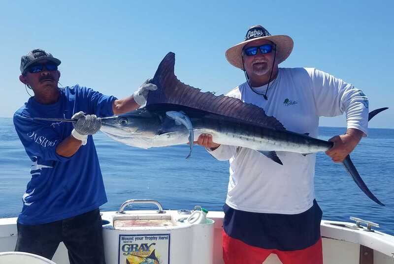 A fun day releasing Striped Marlin while fishing off of Cabo on "Dorado I"